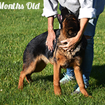 red and black german shepherd puppies for sale near me